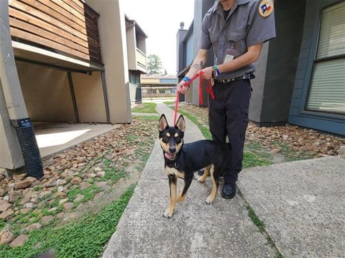 Photo of Odysseus, adoptable Australian Kelpie in Houston, Texas