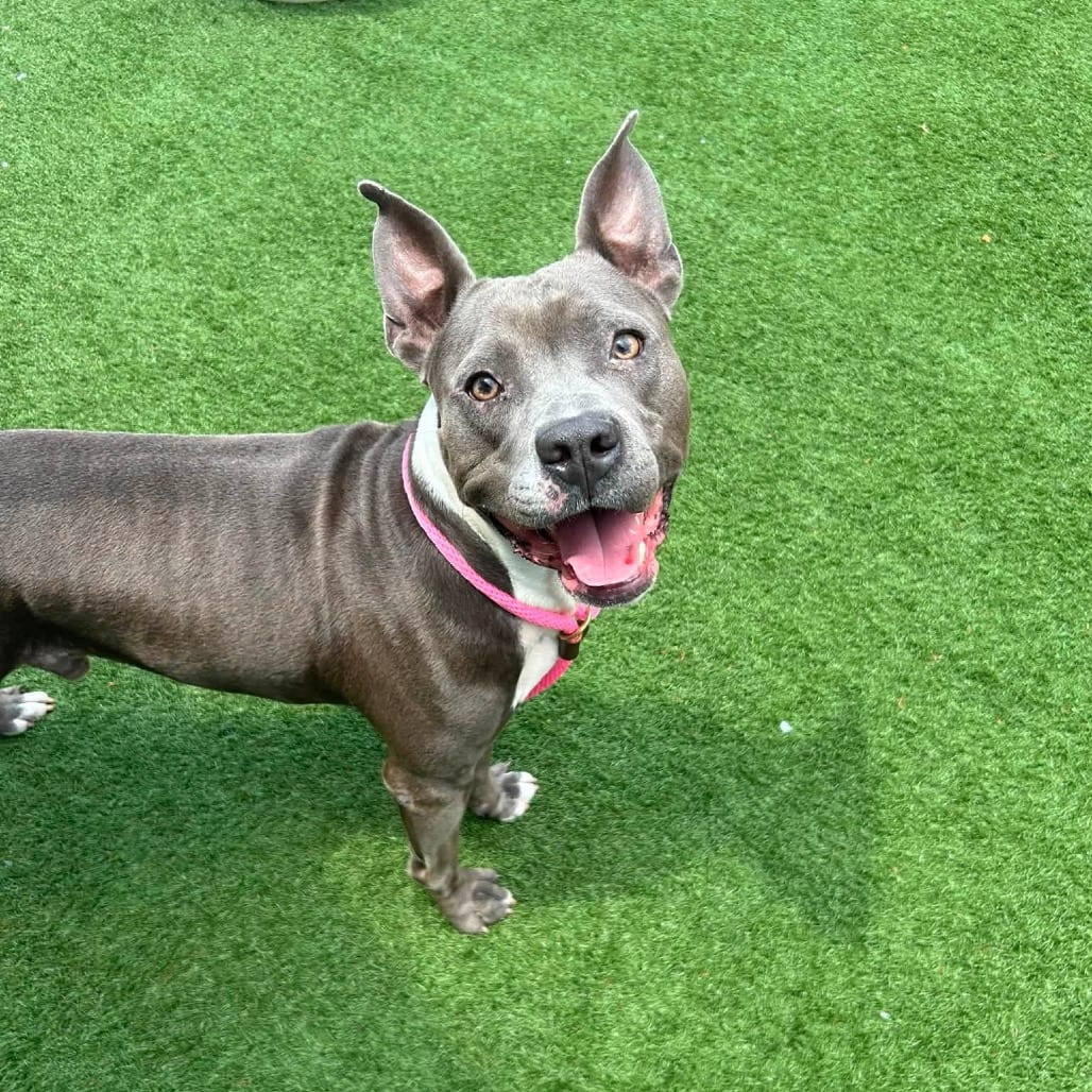 Photo of Bison, adoptable Mixed Breed (Medium) in St. Louis, Missouri