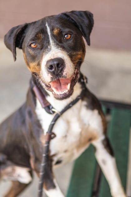Photo of Dig Dug, adoptable dog in Chamblee, Georgia