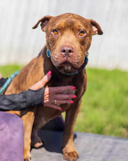 Photo of Detective Landslide, adoptable dog in Chamblee, Georgia