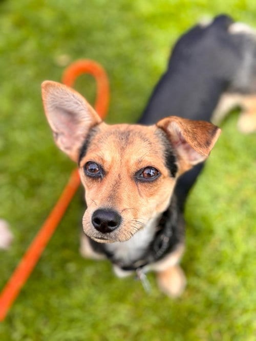 Photo of Navy, adoptable Chihuahua in San Francisco, California