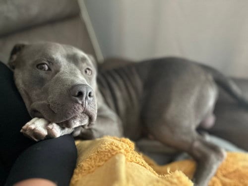 Photo of Dusty, adoptable American Staffordshire Terrier in San Diego, California
