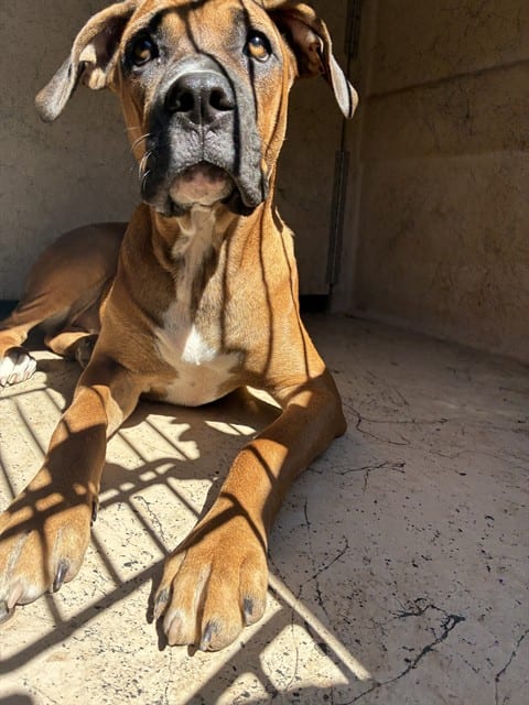 Photo of Brandy, adoptable Boxer mix in Oklahoma City, Oklahoma