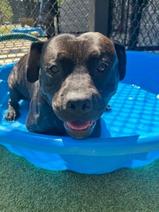 Photo of Botswana, adoptable dog in Atlanta, Georgia