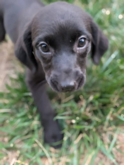 Photo of Fate - Life of a Showgirl Litter, adoptable Labrador Retriever in Holly Springs, North Carolina