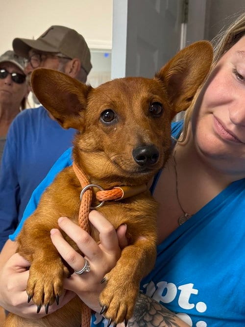 Photo of Tobby, adoptable Dachshund in Bolivar, Missouri