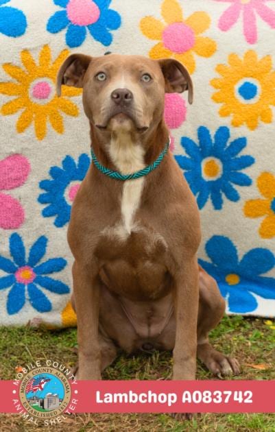 Photo of Lambchop, adoptable Bulldog in Mobile, Alabama