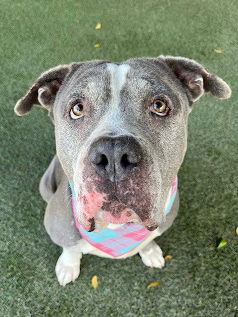 Photo of Clark, adoptable American Bulldog in Miami, Florida