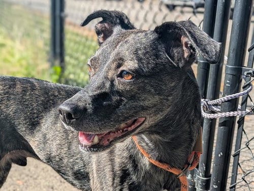 Photo of Benny, adoptable Terrier in Haw River, North Carolina
