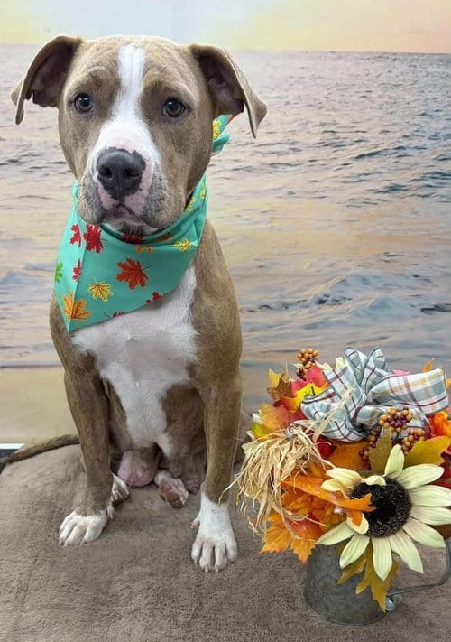 Photo of Valley: At shelter, adoptable Pit Bull Terrier in Rustburg, Virginia
