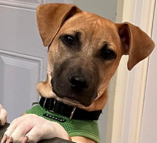 Photo of Jill (GA), adoptable Unknown breed / mixed in New York, New York