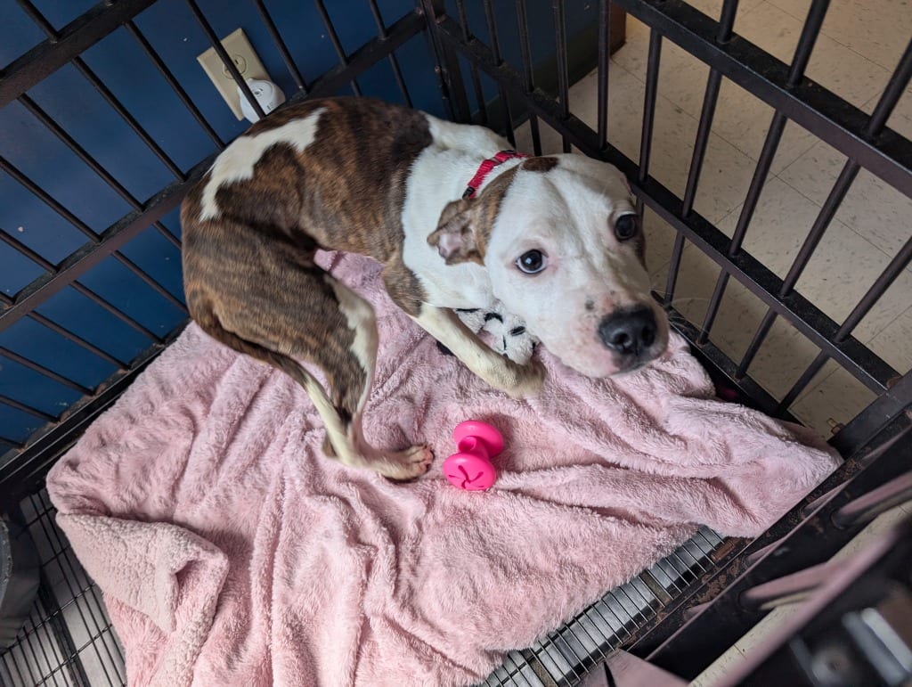 Photo of Sugar, adoptable Mixed Breed in Maysville, Kentucky