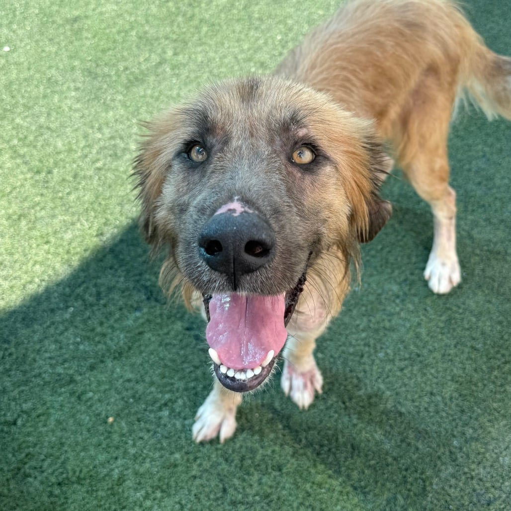 Photo of Mac, adoptable dog