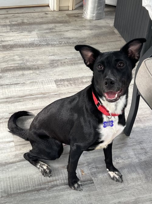 Photo of Mya, adoptable Border Collie in St. Louis, Missouri
