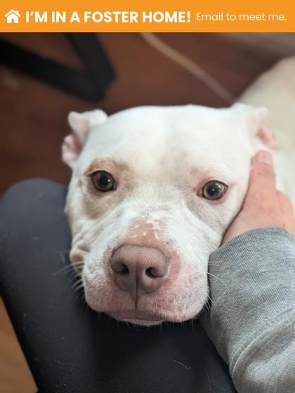 Photo of Sky Zone, adoptable dog in Baltimore, Maryland