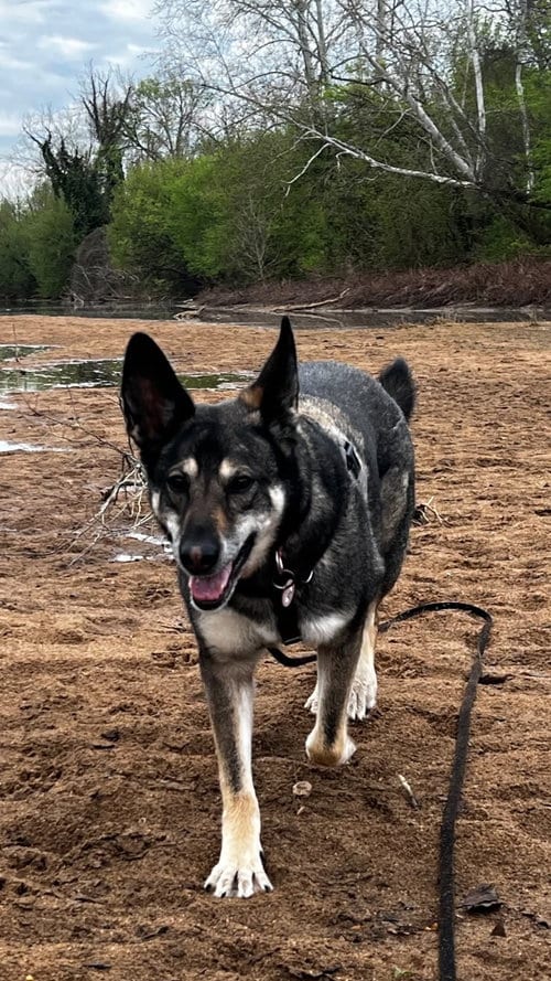 Photo of Lily, adoptable German Shepherd Dog in New Hill, North Carolina