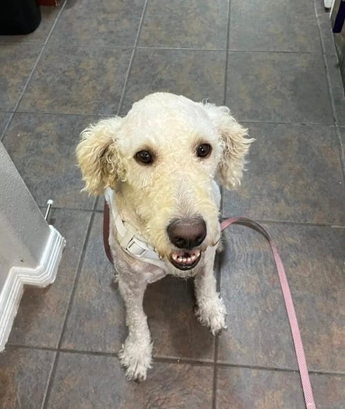Photo of Pearl, adoptable Poodle (Standard) in Fort Worth, Texas