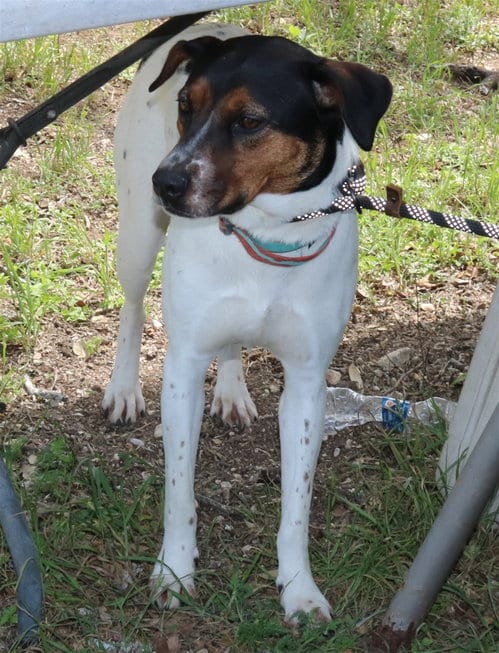Photo of Astrid, adoptable Australian Cattle Dog/Blue Heeler in Bandera, Texas