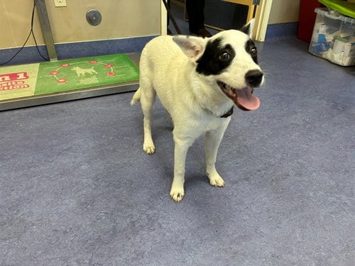 Photo of Cookie, adoptable Queensland Heeler in Lompoc, California