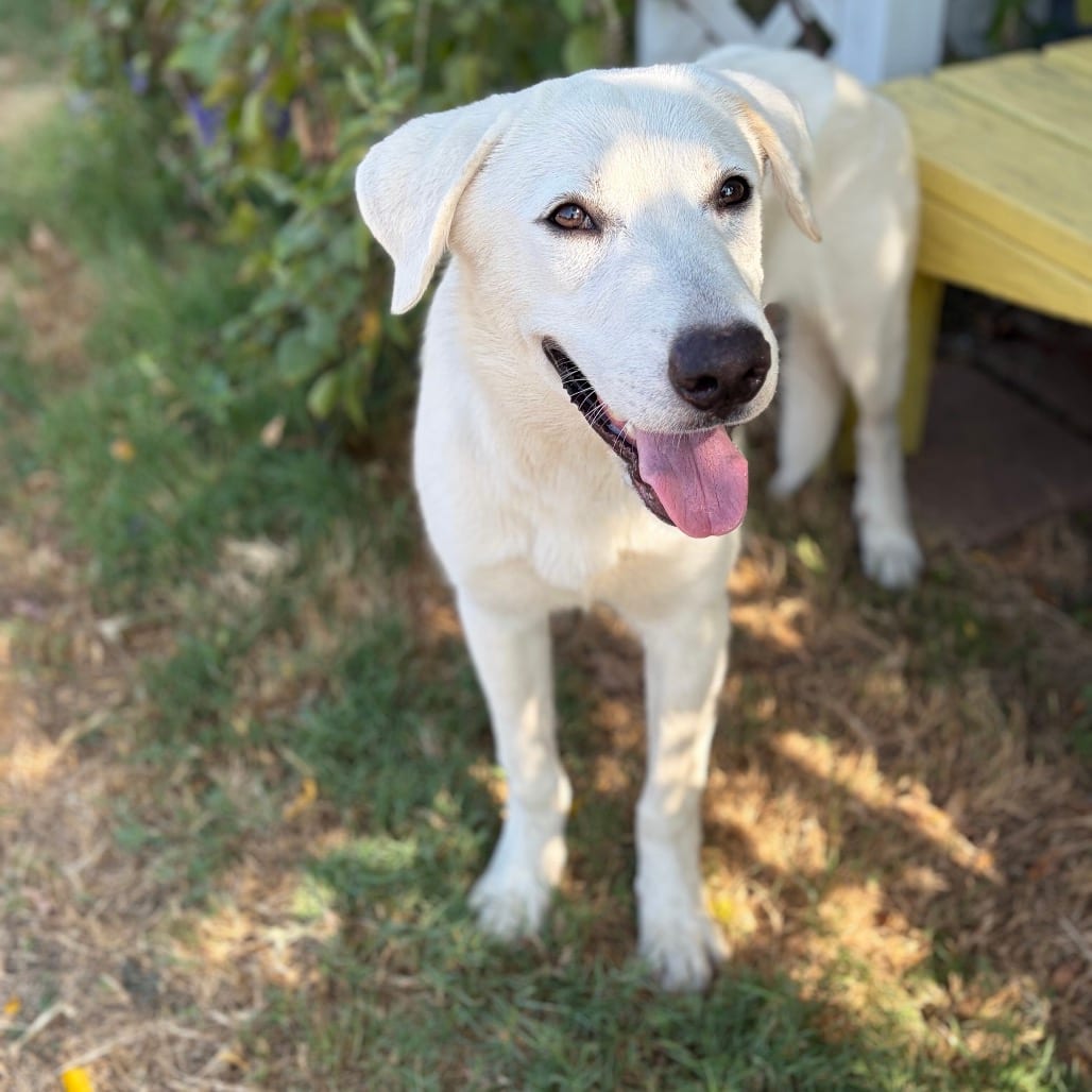 Photo of Nicol 26-08-084, adoptable Shepherd, Anatolian / Husky in Bastrop, Texas