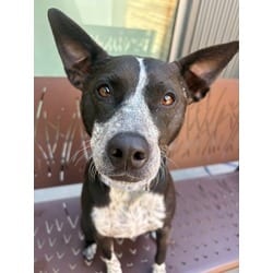Photo of Lucy Muffin, adoptable Australian Cattle Dog American Pit Bull Terrier in Brighton, Colorado