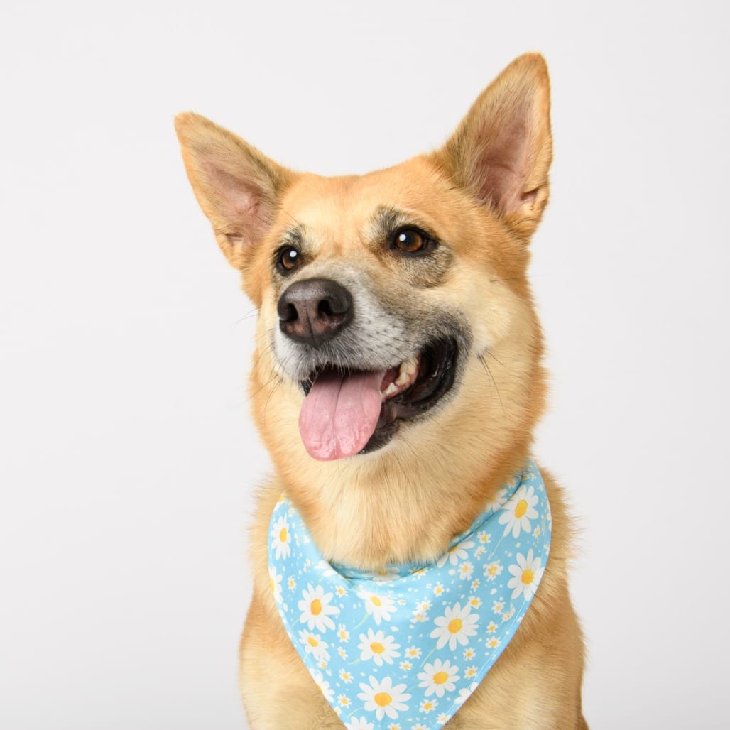 Photo of Denny, adoptable Shepherd, German / Mixed Breed (Medium) in Riverside, California