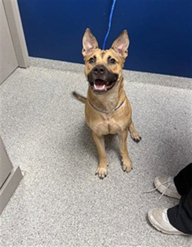 Photo of Esme, adoptable American Pit Bull Terrier in Pasadena, Texas
