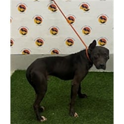 Photo of Maddox, adoptable American Pit Bull Terrier in Land O'Lakes, Florida