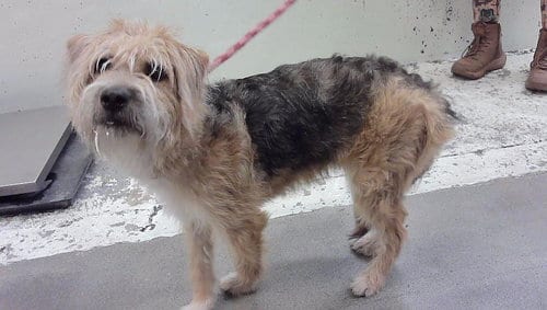 Photo of Scout, adoptable Miniature Schnauzer in Houston, Texas