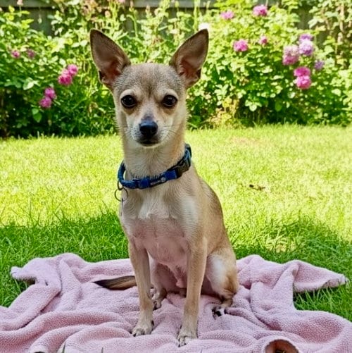Photo of Chalupa, adoptable Italian Greyhound in Romoland, California