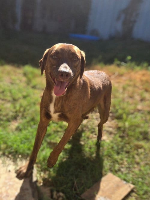 Photo of Jennica, adoptable Hound in Jackson, Mississippi