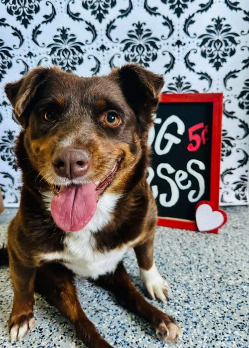 Photo of Darling DEBBIE, adoptable Australian Kelpie in Chandler, Arizona