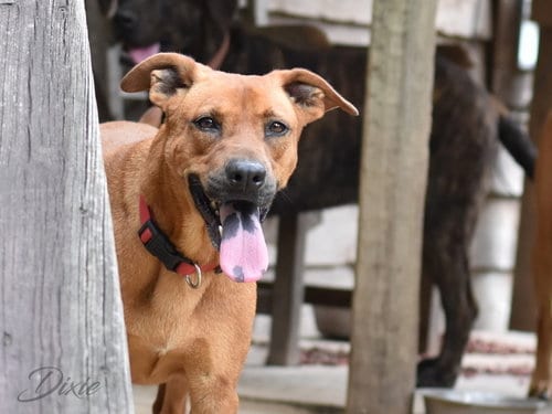 Photo of Dixie (Trinity), adoptable Labrador Retriever in Brewster, New York
