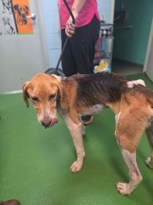 Photo of General - At shelter available 10/13, adoptable Hound in Rustburg, Virginia