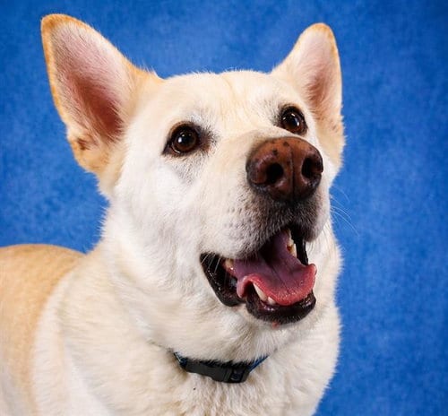 Photo of Casper, adoptable German Shepherd Dog in Pearland, Texas