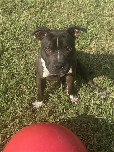 Photo of Hart, adoptable Pit Bull Terrier in Forestville, Maryland