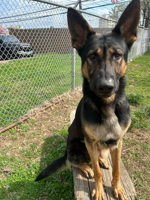 Photo of Kash, adoptable German Shepherd Dog in stamford, Connecticut