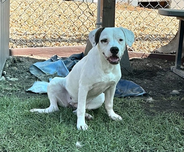 Photo of Senior Pit Bull Terrier mix, adoptable Pit Bull Terrier mix in Devore, California