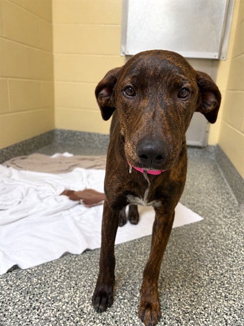 Photo of Stitch, adoptable Labrador Retriever in Brewster, Massachusetts
