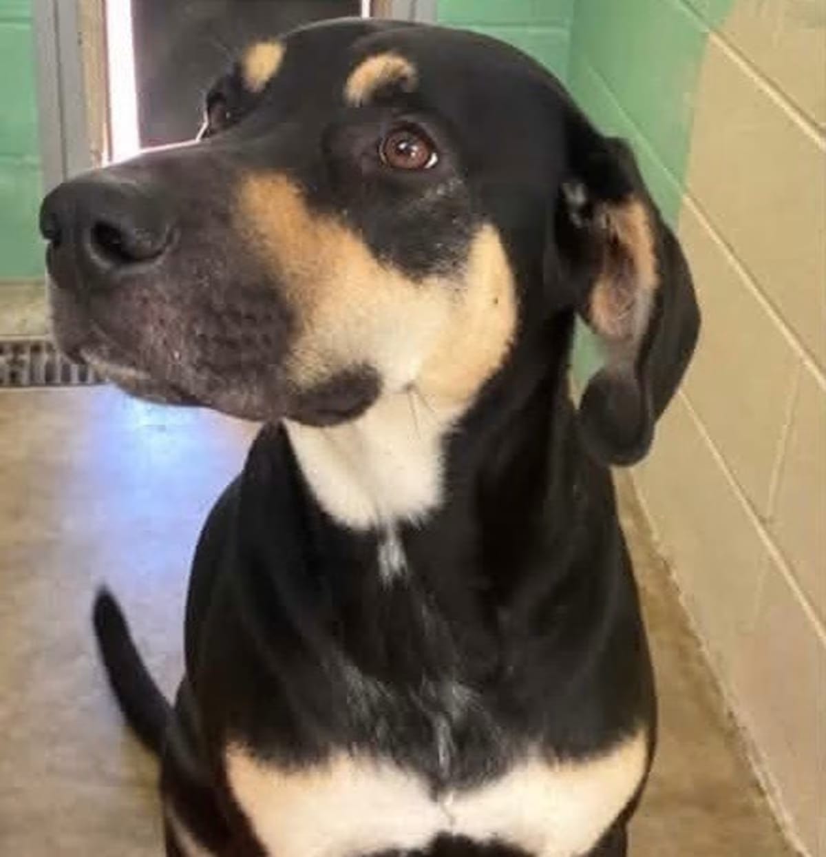Photo of Goblin - Axel, adoptable Hound (Unknown Type) in Beebe, Arkansas