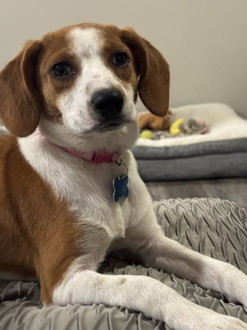 Photo of Harriet, adoptable Beagle in Plainfield, Illinois
