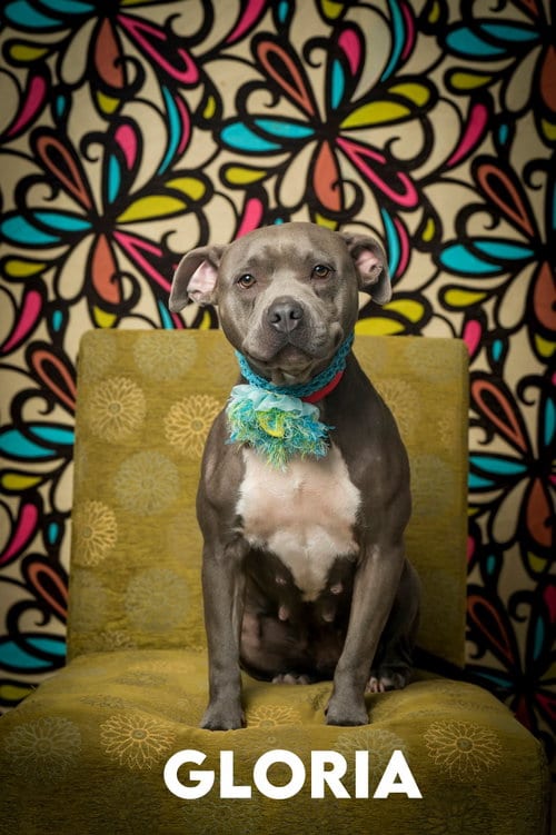 Photo of Gloria, adoptable American Pit Bull Terrier in North Myrtle Beach, South Carolina