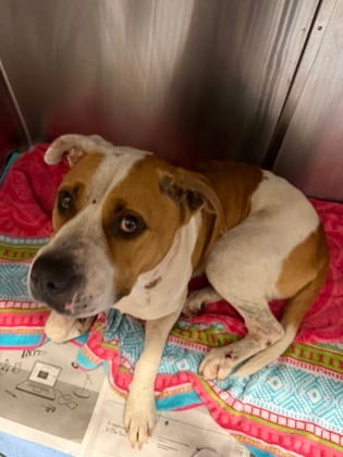 Photo of Barnaby, adoptable dog in Chamblee, Georgia