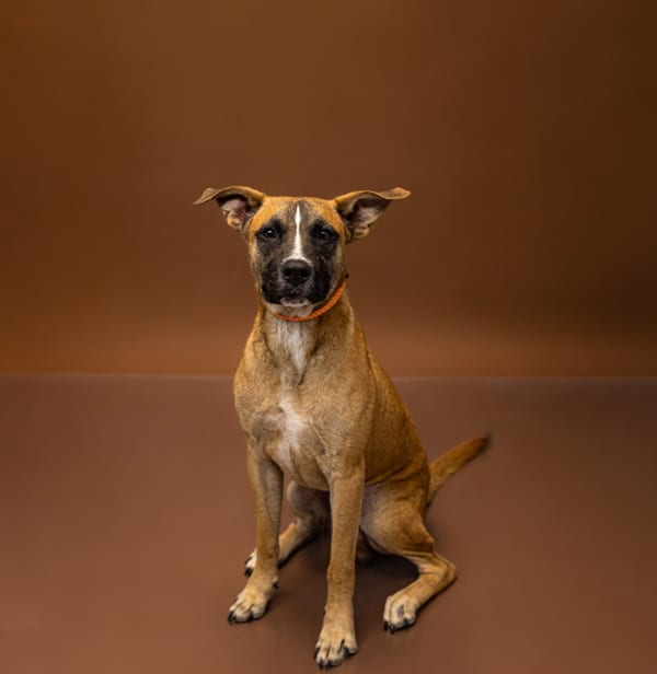 Photo of Peanut, adoptable Shepherd cross in Lawrenceville, Georgia