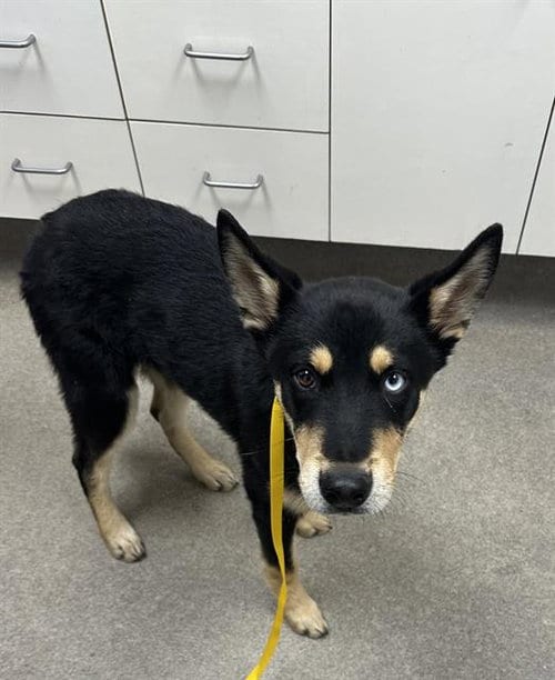Photo of Steve, adoptable German Shepherd Dog in HESPERIA, California