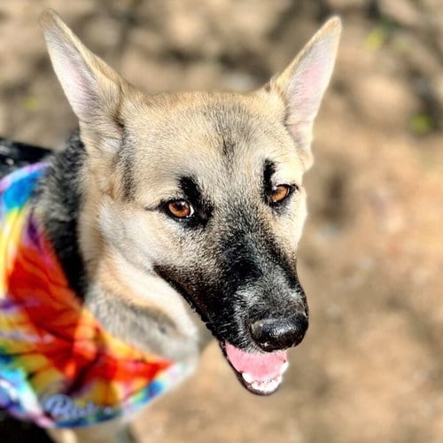 Photo of Sheba, adoptable German Shepherd Dog in Godley, Texas