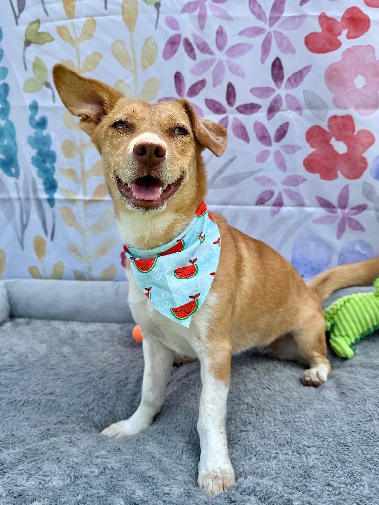 Photo of Lily, adoptable Terrier in Canyon Lake, Texas