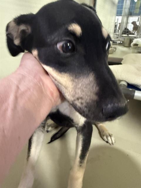 Photo of Pup Tart, adoptable German Shepherd Dog in Bakersfield, California