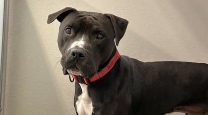 Photo of Mr. World Wide, adoptable dog