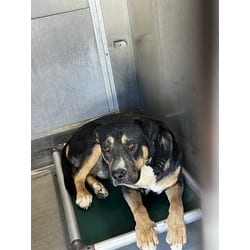 Photo of Kelvin, adoptable Mastiff in Lancaster, California